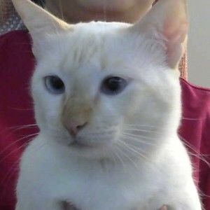 Meet your Posher, Jasmine trang